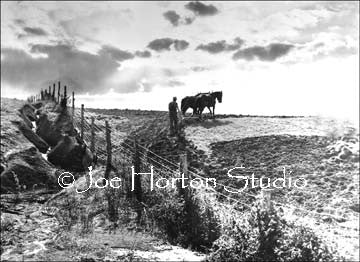 Ploughman and Mule in the Field